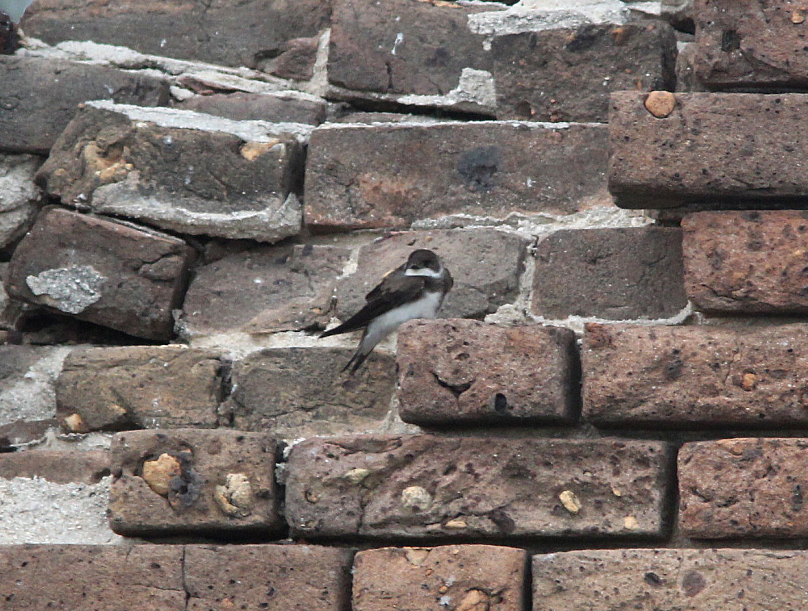 Canon EF 300mm F4L IS USM sample photo