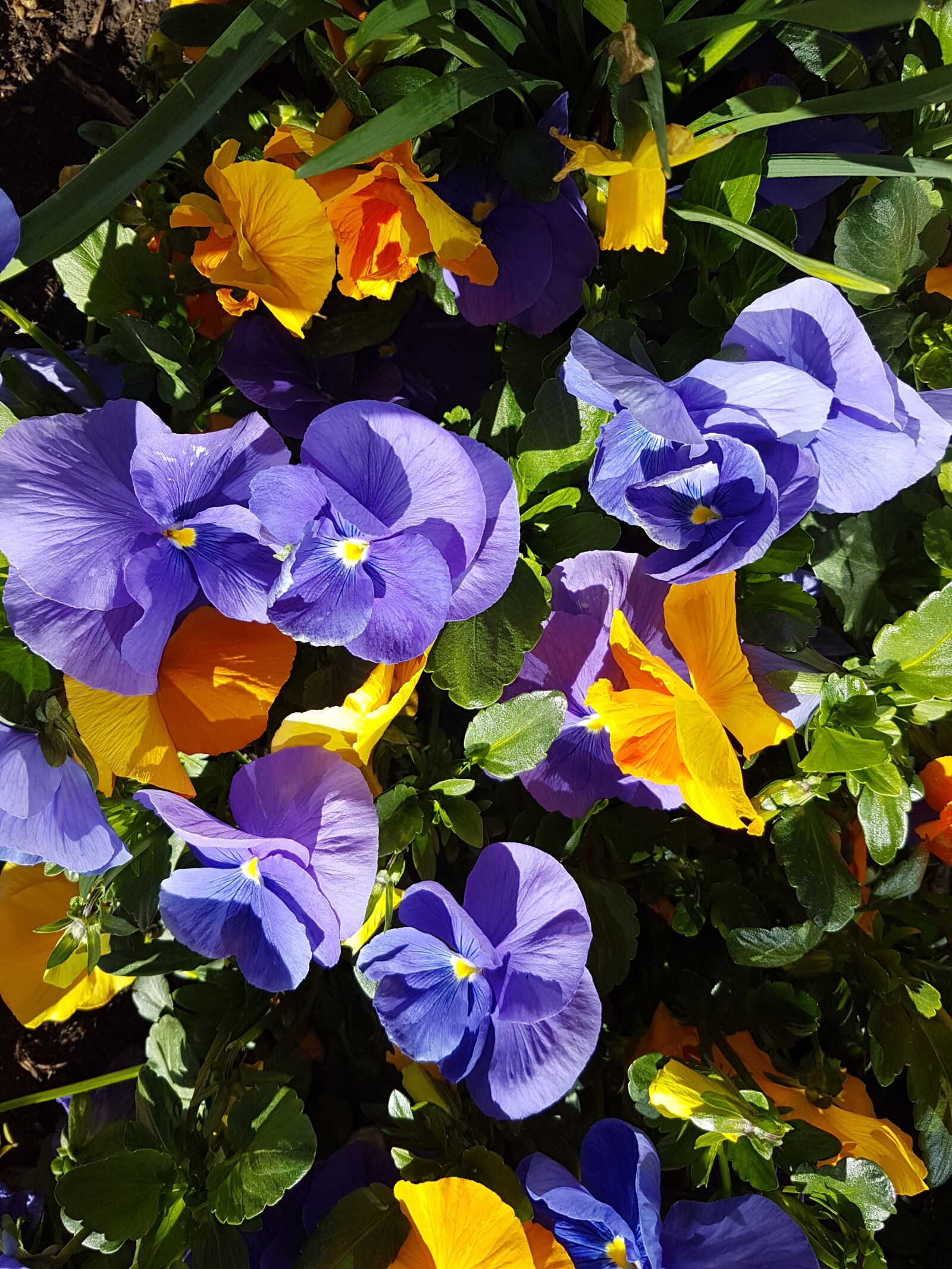 Samsung Galaxy S7 Edge sample photo. Pansy, flowers, yellow photography