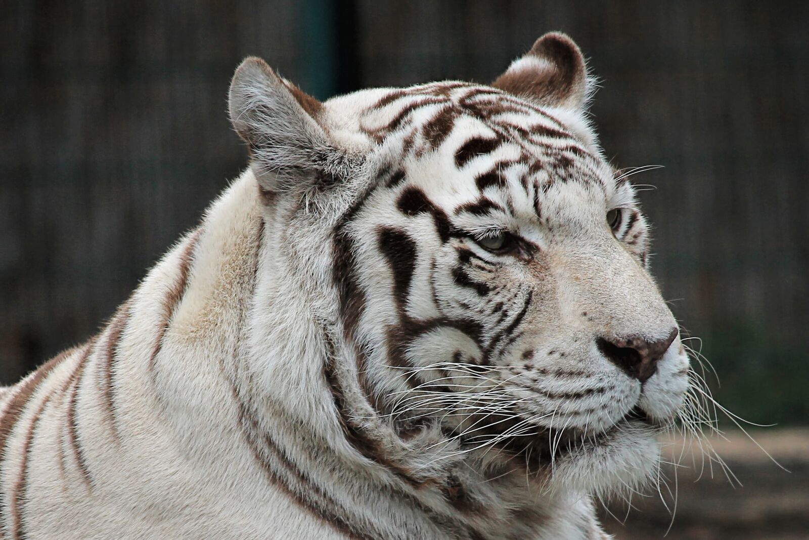 Canon EOS 1100D (EOS Rebel T3 / EOS Kiss X50) + Canon EF-S 55-250mm F4-5.6 IS STM sample photo. Tiger, white, white-tiger photography