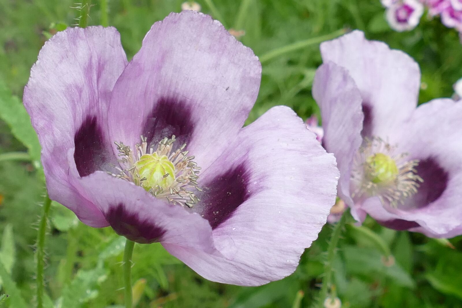 Panasonic Lumix DMC-FZ1000 sample photo. Poppy, papaveraceae, flora photography