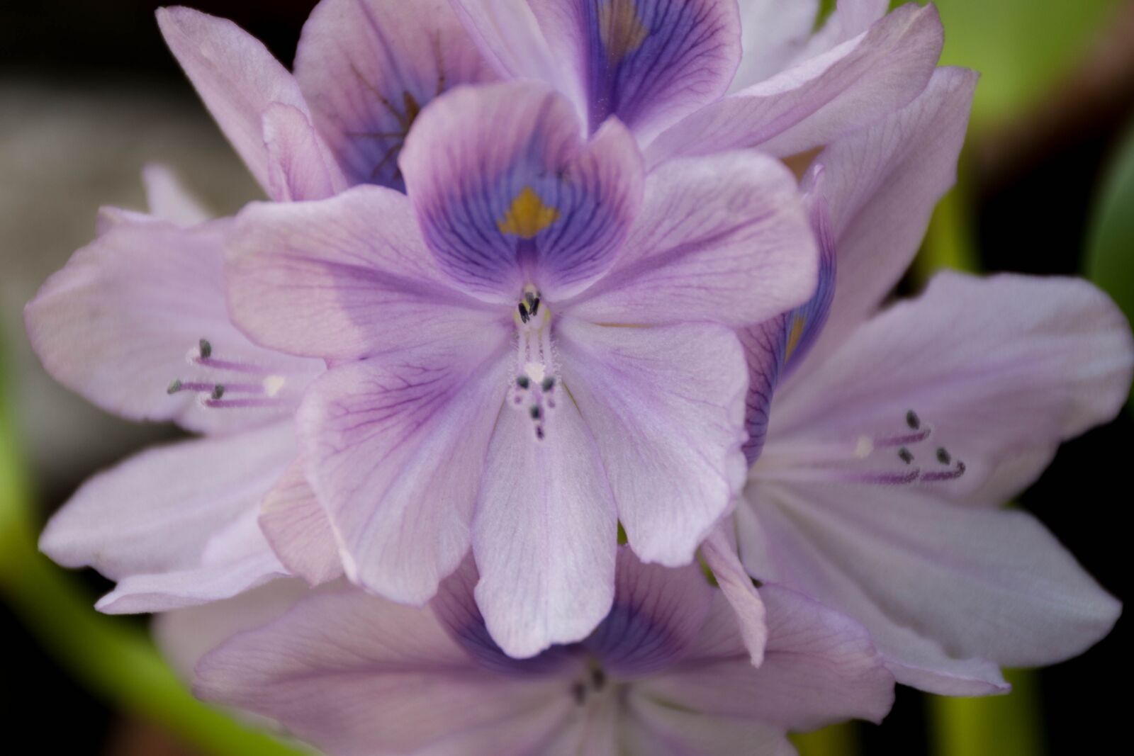 Nikon D7200 sample photo. Orchid, purple flowers, lotus photography