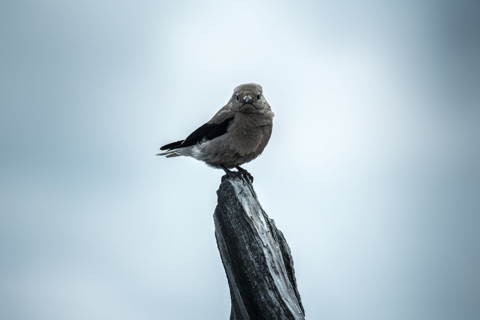 Nikon D750 sample photo. Animal, avian, bird photography