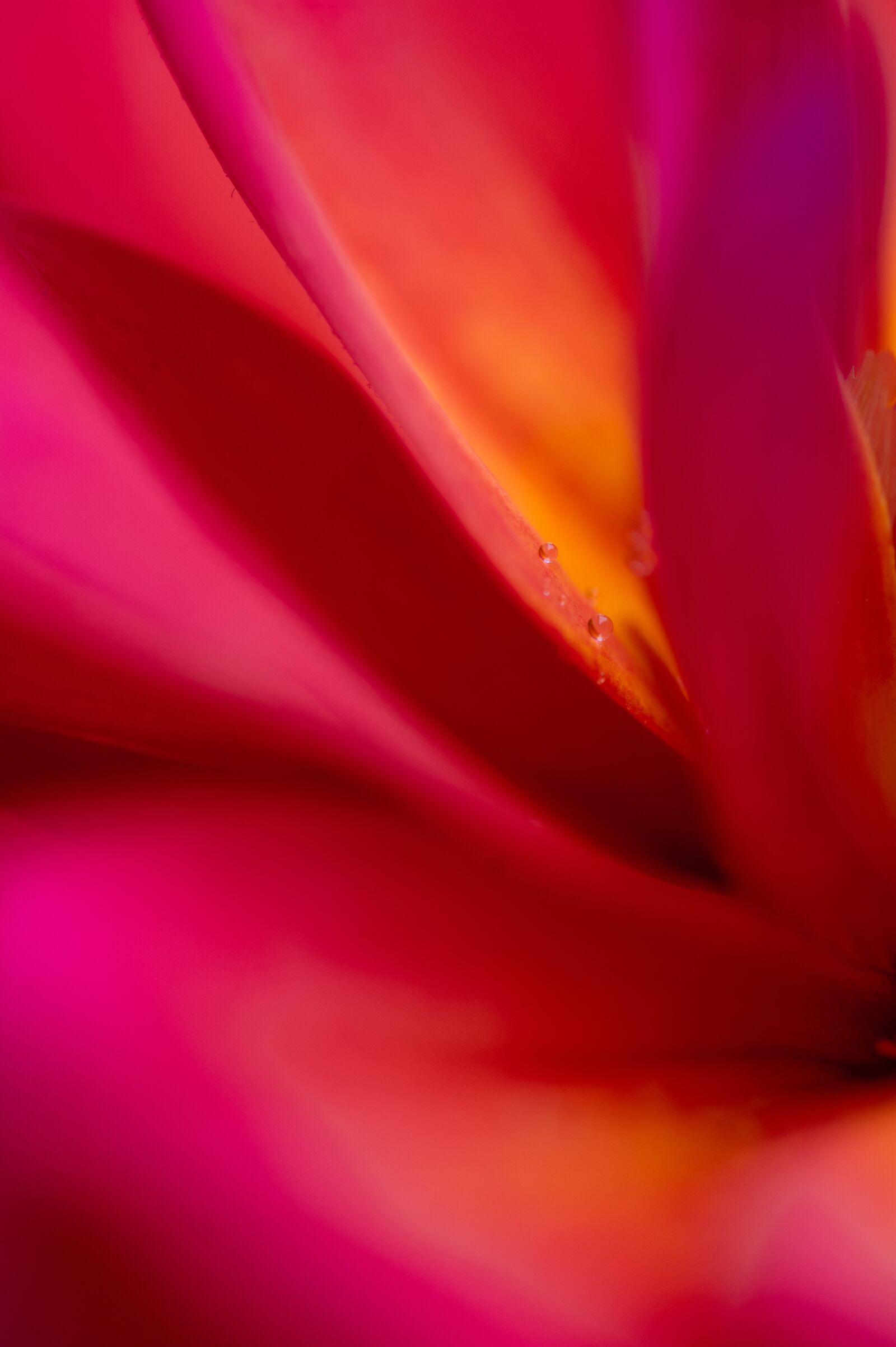 Pentax KP + Sigma sample photo. Flower, petals, macro photography