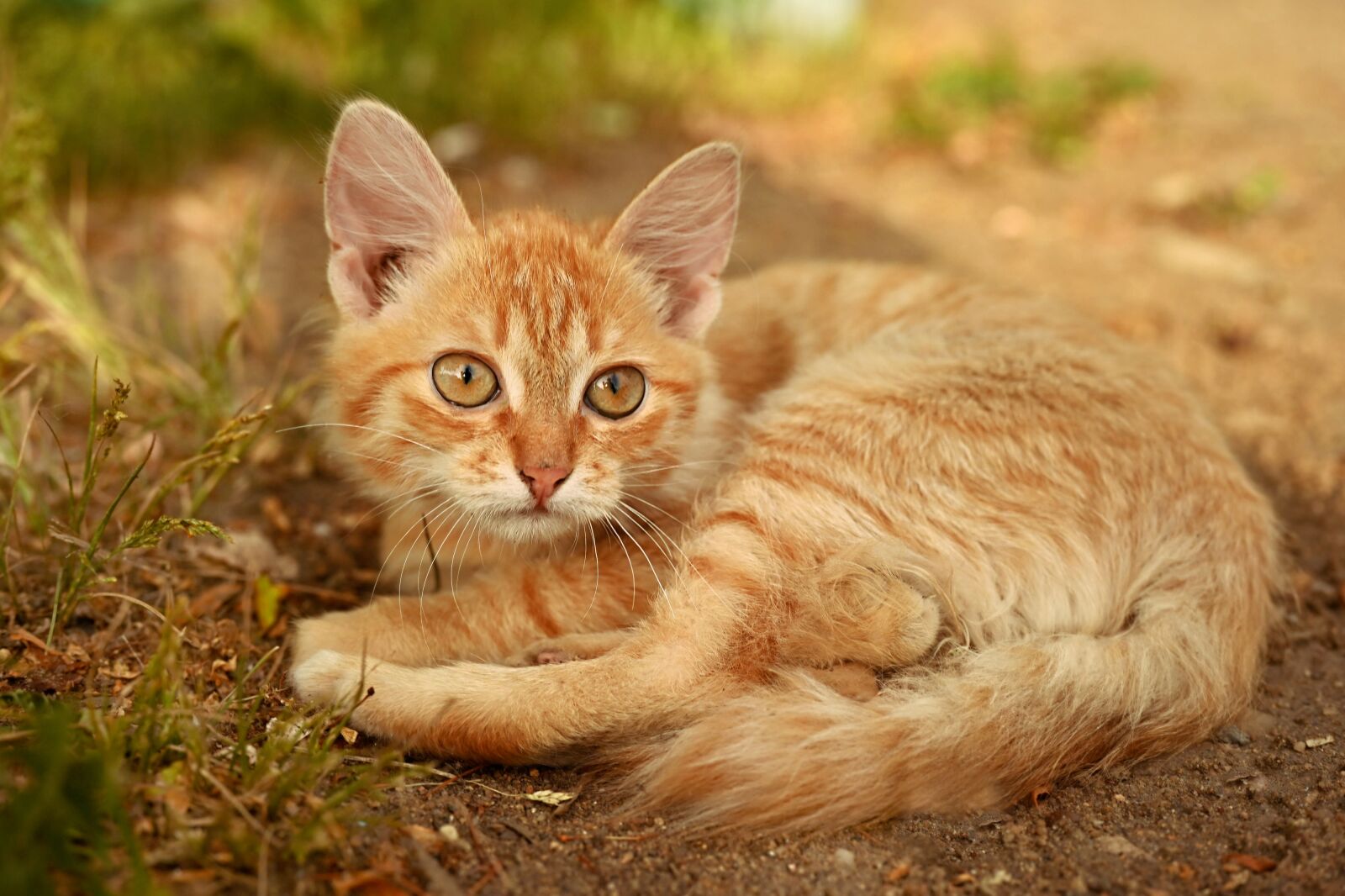 Nikon Nikkor Z 50mm F1.8 S sample photo. Kitten, redhead, miracle photography