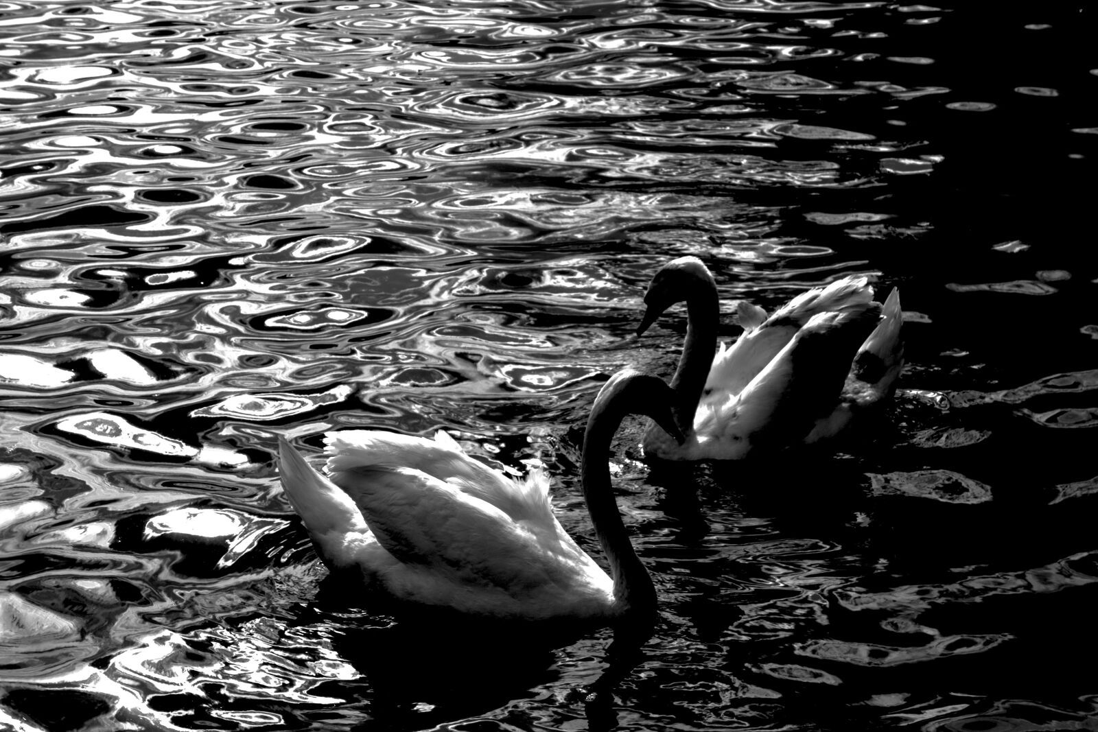 Canon EOS M sample photo. Swan, b w, monochromatic photography