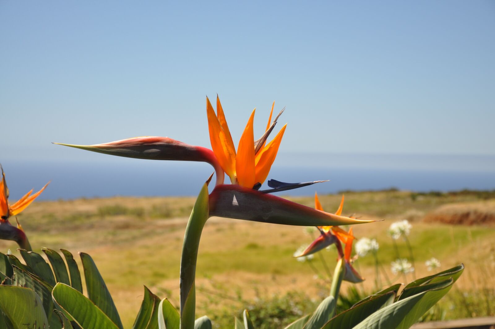 Nikon D90 sample photo. Flowers, plant, nature photography