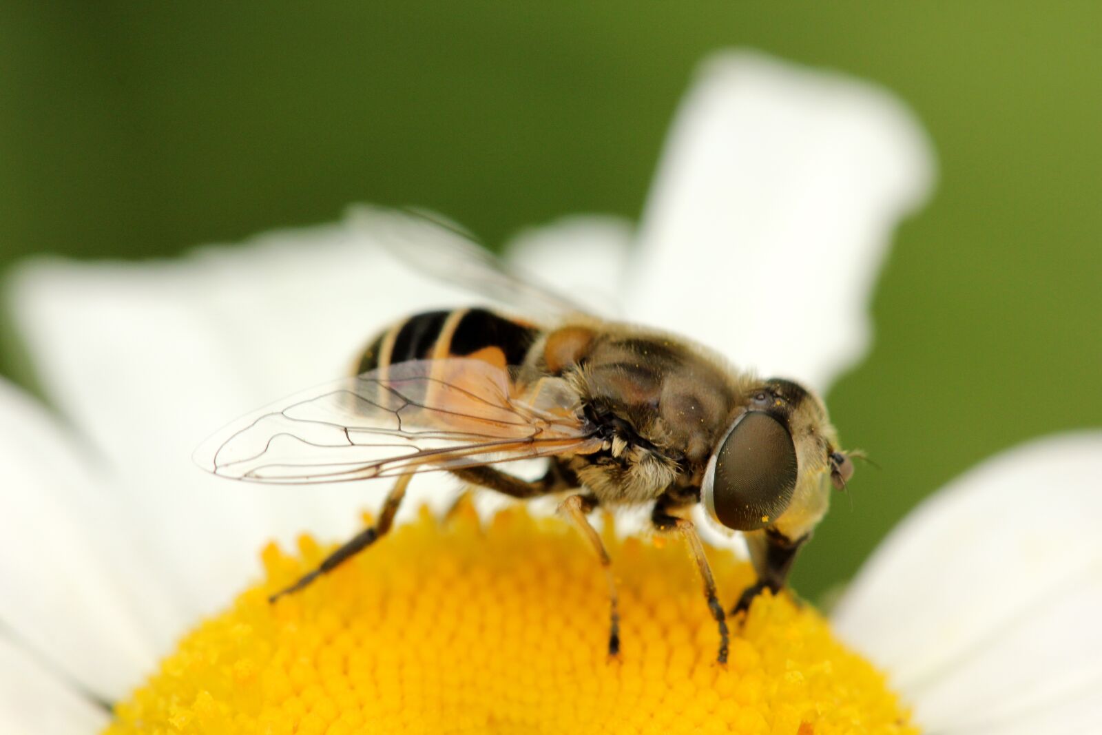 Canon EOS 550D (EOS Rebel T2i / EOS Kiss X4) sample photo. Fly, insect, flower photography