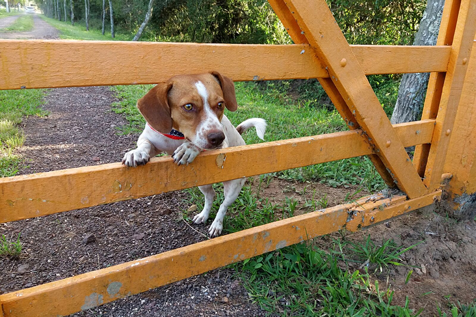 Samsung Galaxy J5 sample photo. Dog, female, animal photography