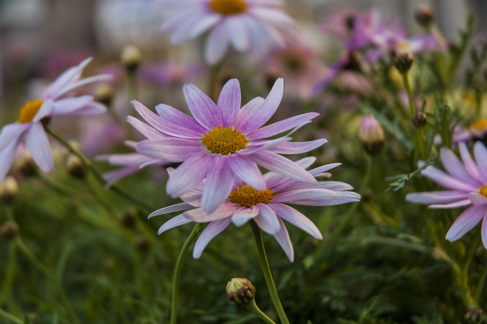 Nikon D70s sample photo. Margaret, flowers, plant photography