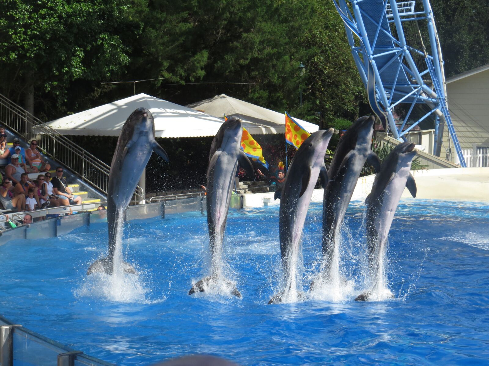 Canon PowerShot SX50 HS sample photo. Dolphins, seaworld, fish photography