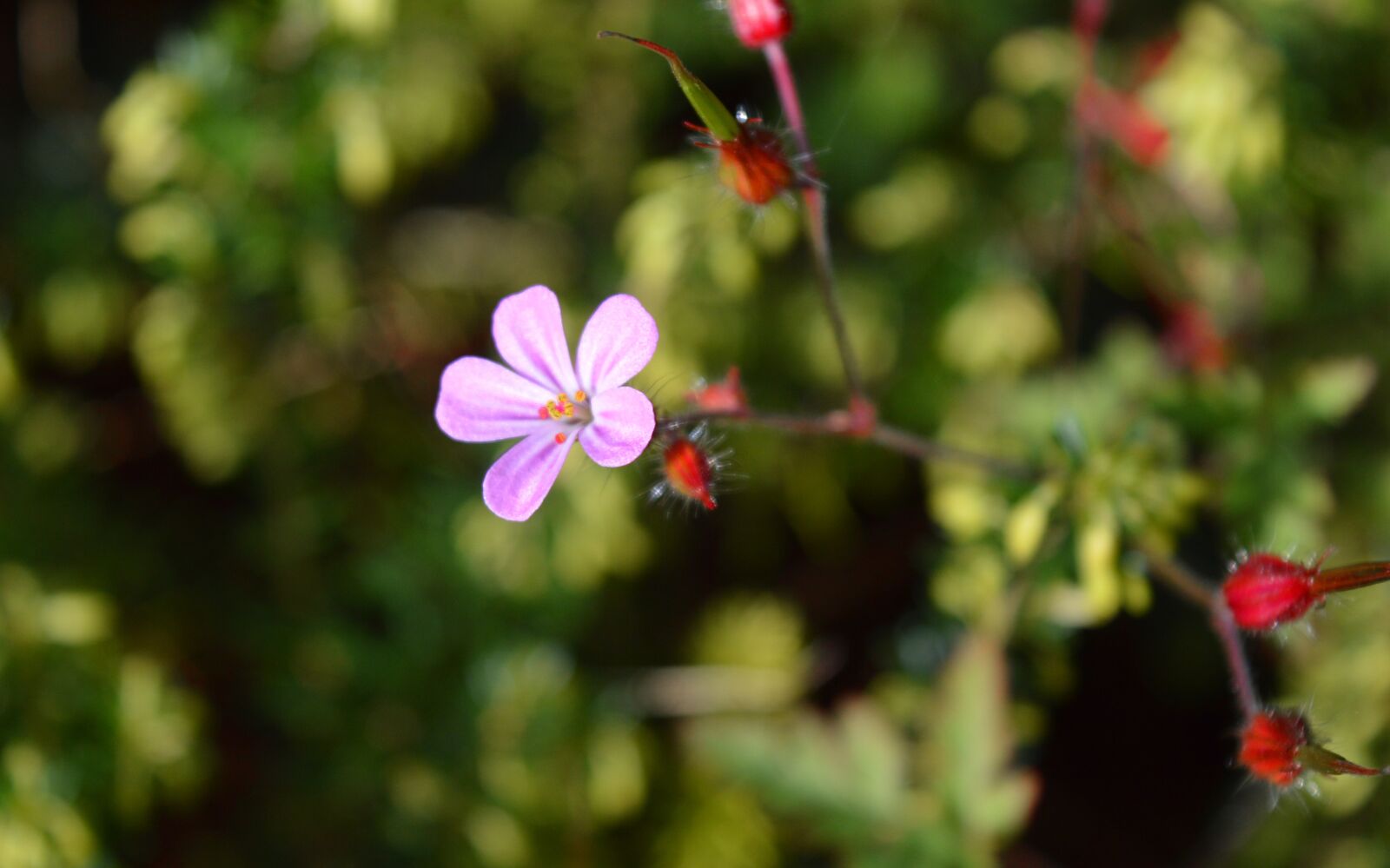 Nikon D3200 sample photo. Blossom, bloom, tender photography