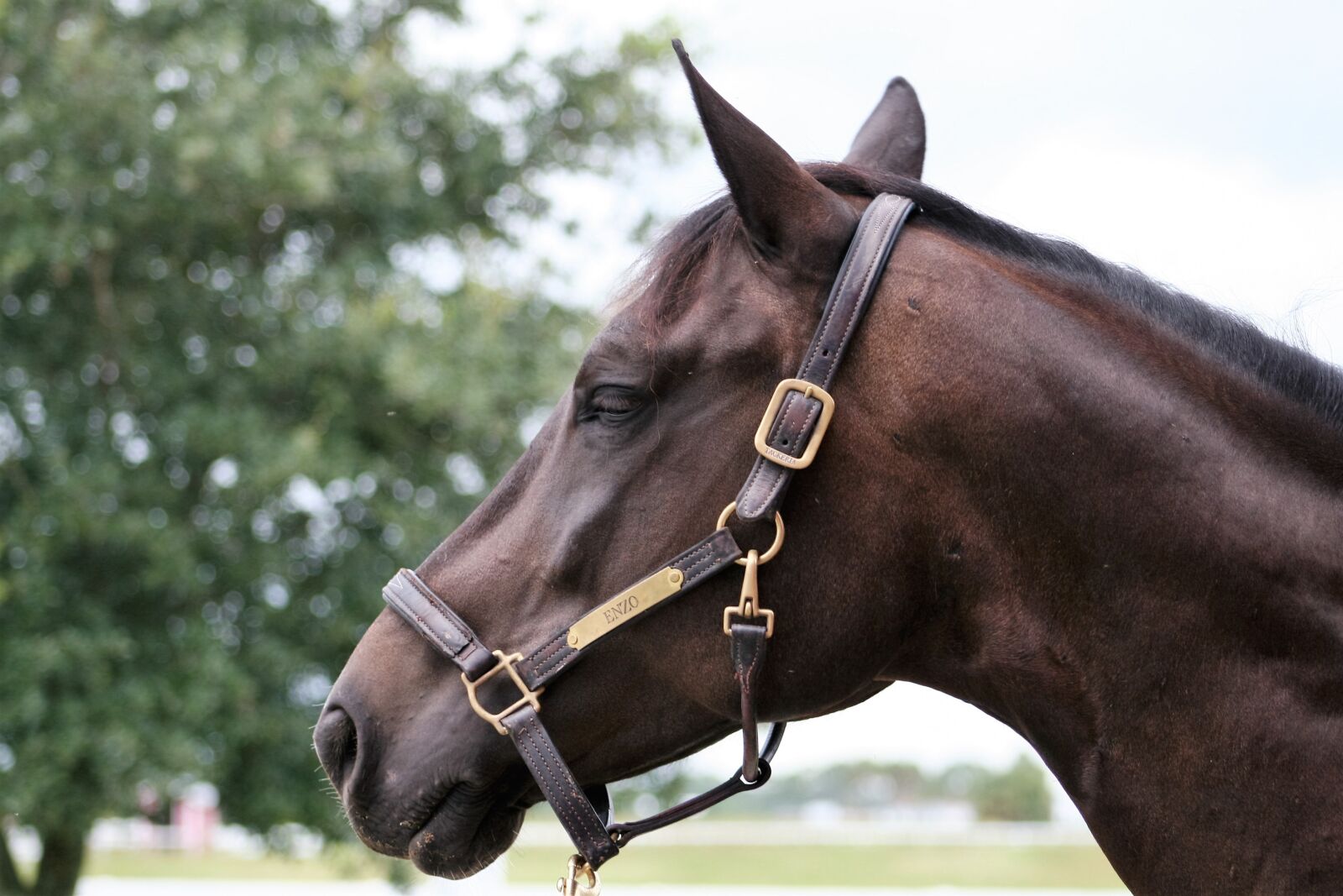 Canon EOS 20D sample photo. A horse, head horse photography