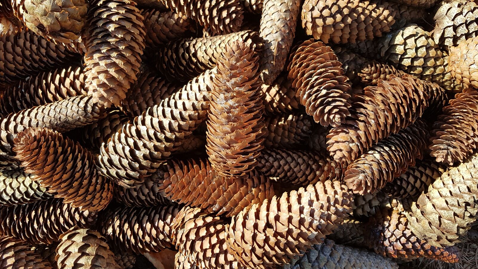 Samsung Galaxy S7 sample photo. Tap, pine cones, spruce photography
