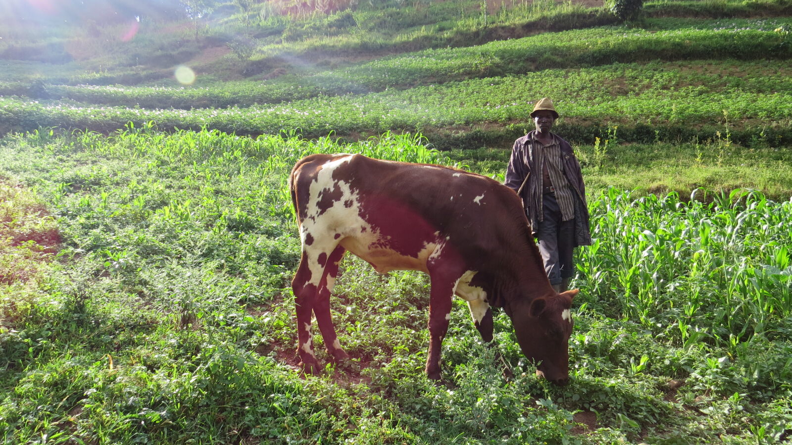 Canon PowerShot SX50 HS sample photo. Africa, bwindi, impenetrable, cattle photography