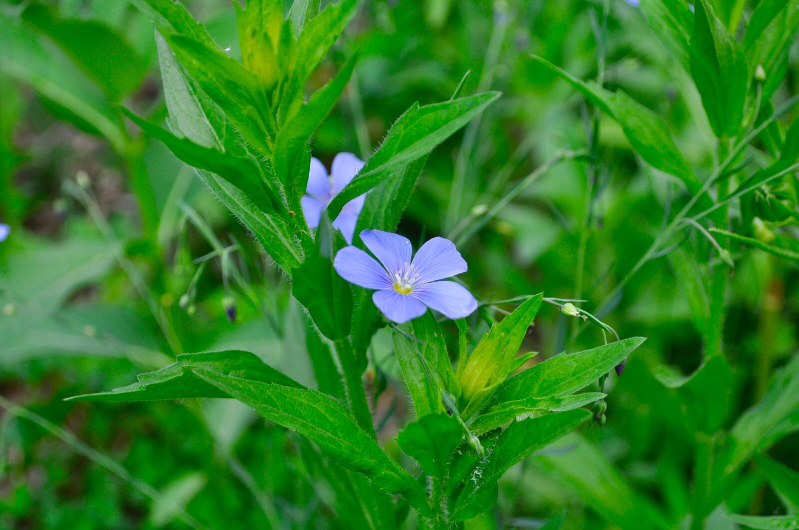 Nikon D5000 sample photo. Flower, blue, macro photography