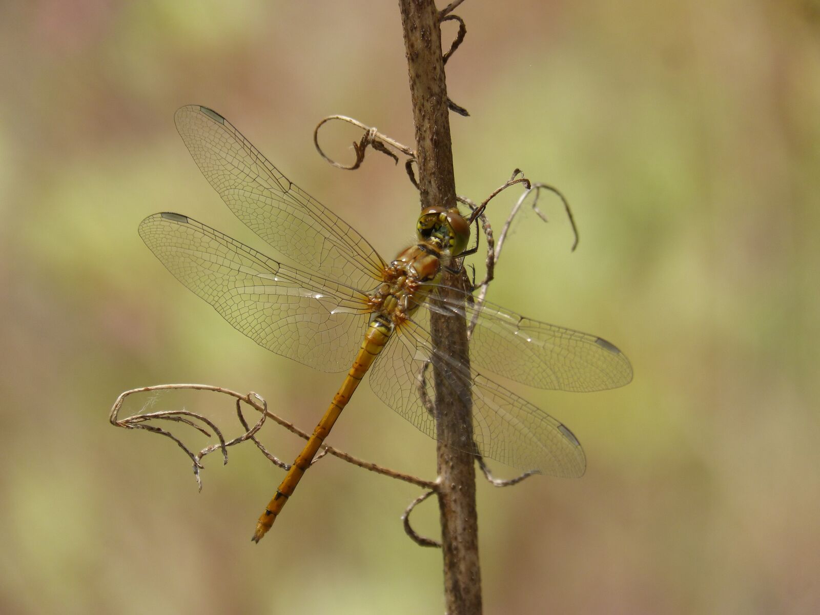 Panasonic DMC-FZ62 sample photo. Ib lula, yellow dragonfly photography