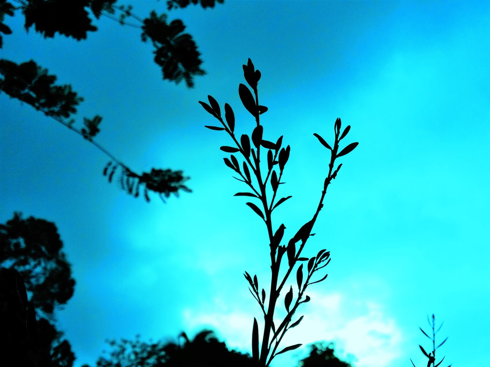 Samsung Galaxy S4 sample photo. Blue, sky, silhouette photography