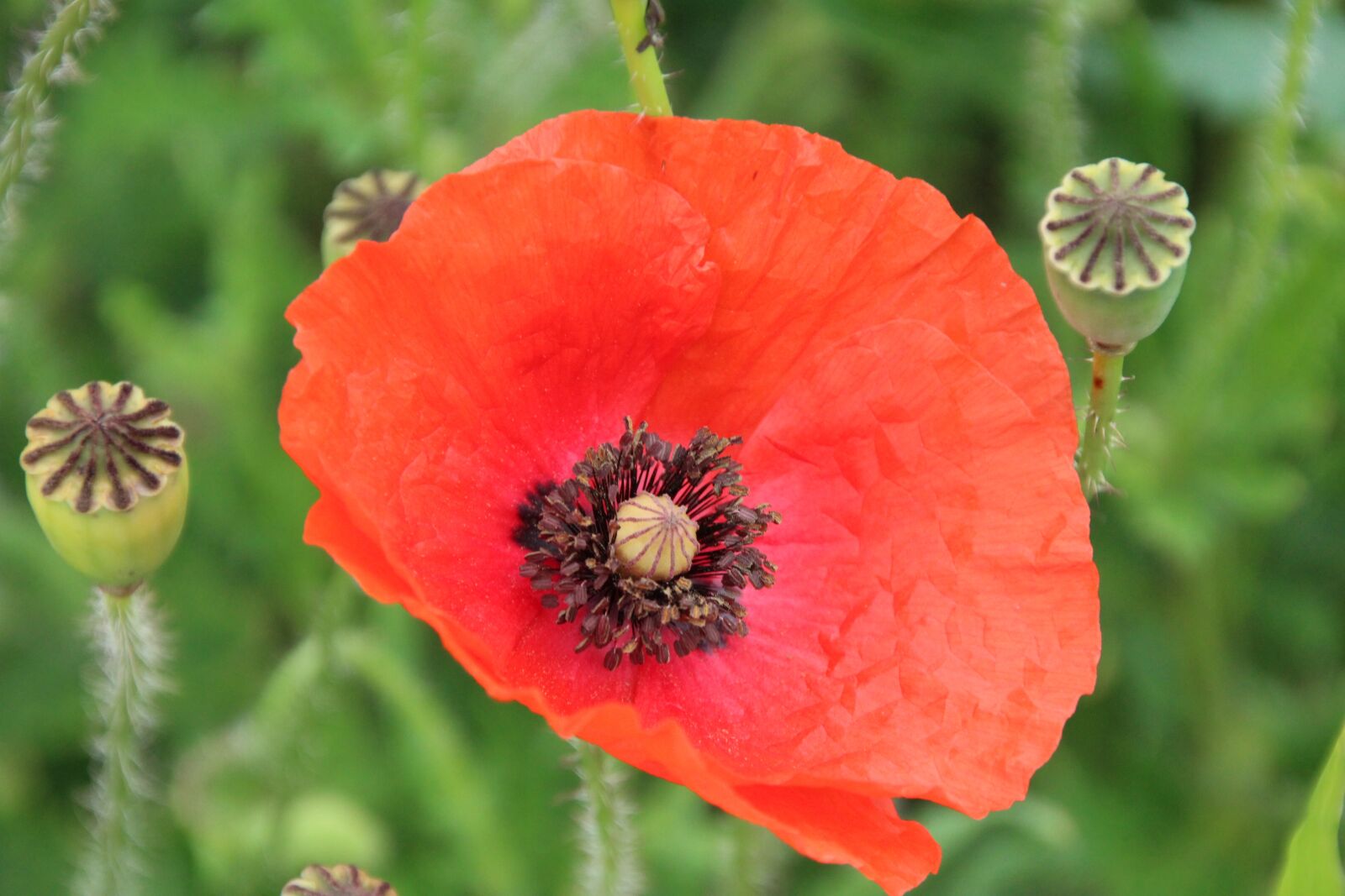 Canon EOS 1200D (EOS Rebel T5 / EOS Kiss X70 / EOS Hi) sample photo. Klatschmohn, poppy, blossom photography