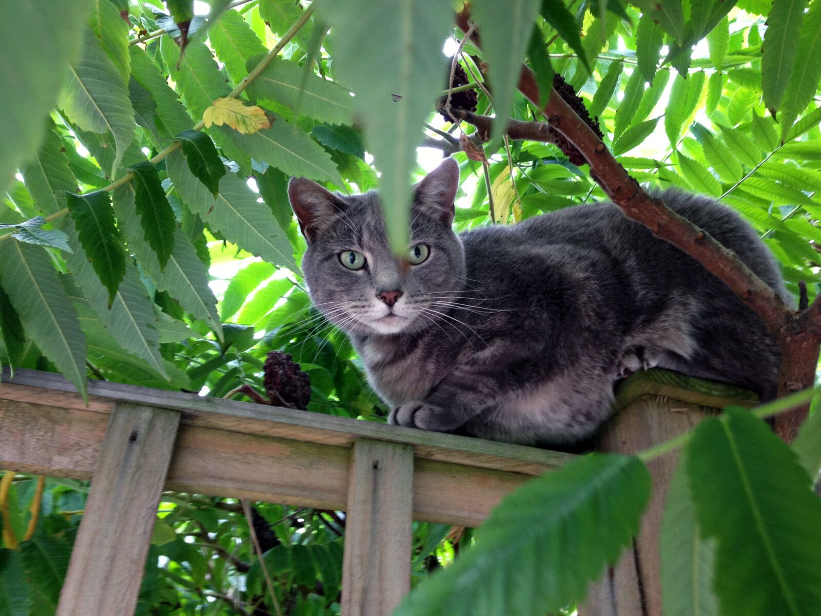 Apple iPhone 5 sample photo. Cat, tree, green photography