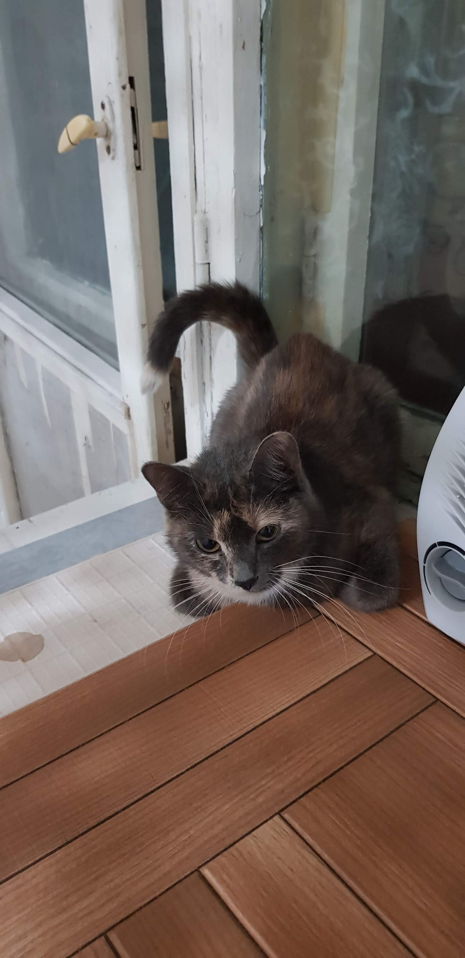 Samsung Galaxy S8+ sample photo. Cat, haze, tamagotchi photography