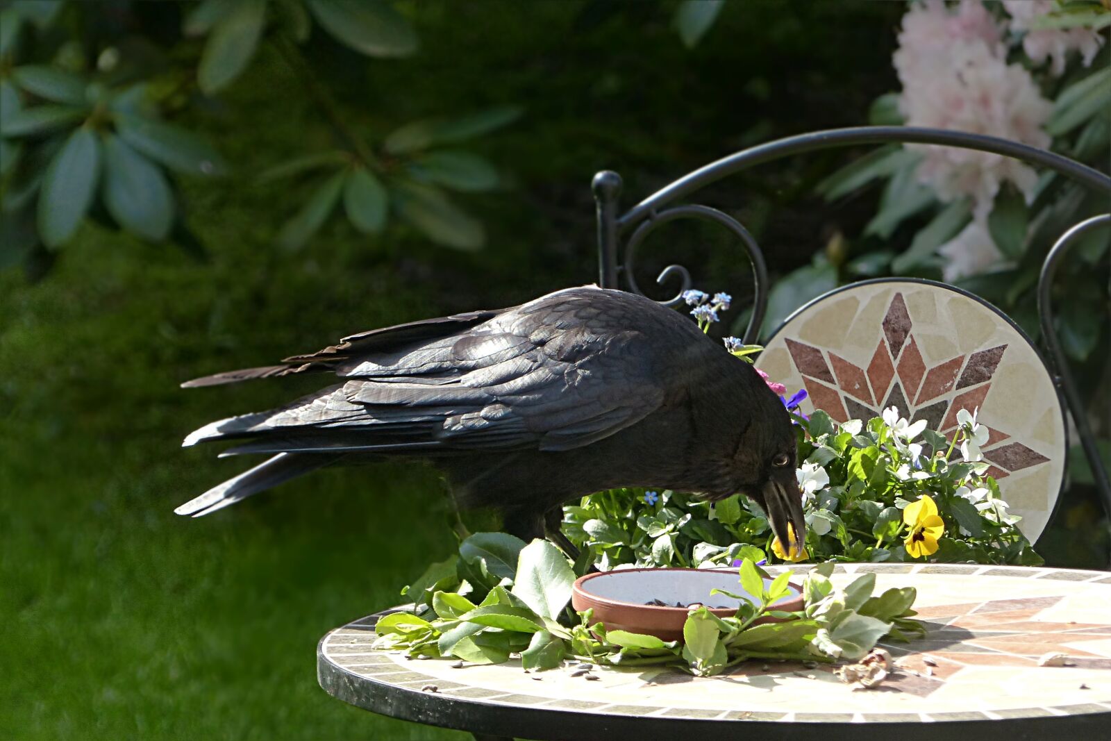 Panasonic Lumix DMC-FZ200 sample photo. Raven, bird, corvus photography