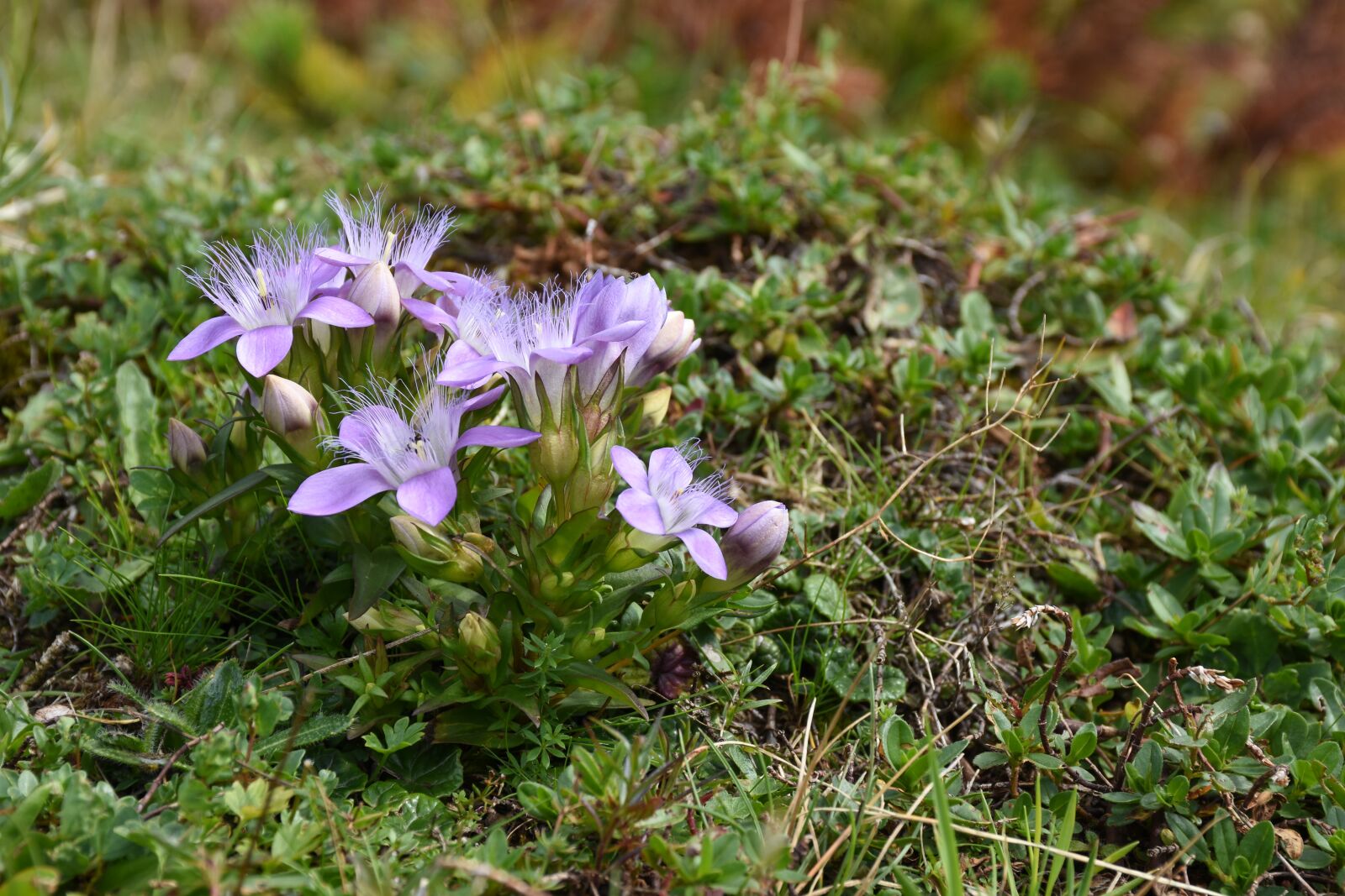 Nikon D7200 sample photo. Alpine plant, delicate hairs photography