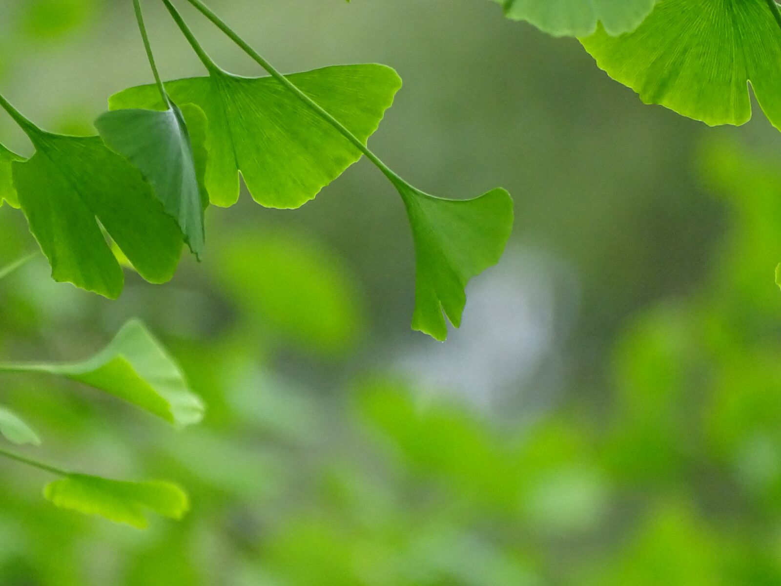 Sony Cyber-shot DSC-HX400V sample photo. Leaf, plant, growth photography
