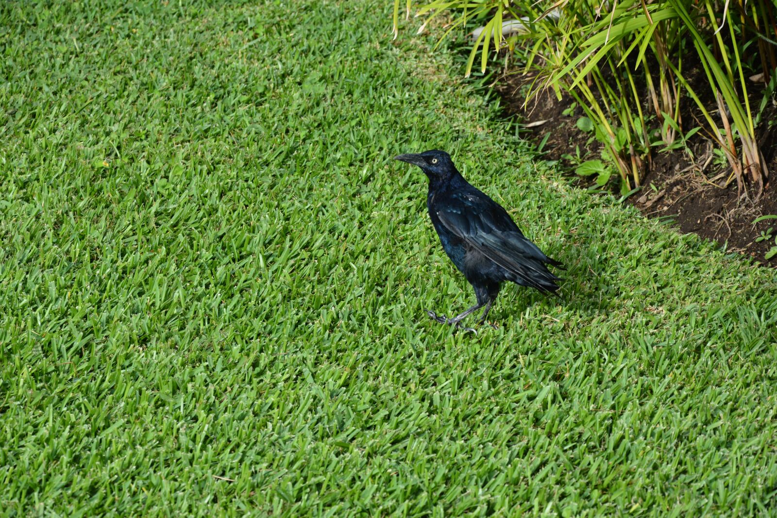 Nikon D7100 sample photo. Bird, animal, ave photography