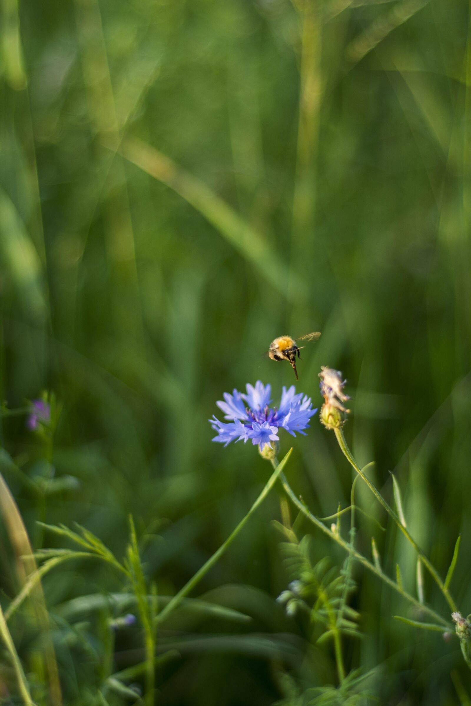 Nikon D7200 sample photo. Insect, bittern, bumblebee photography