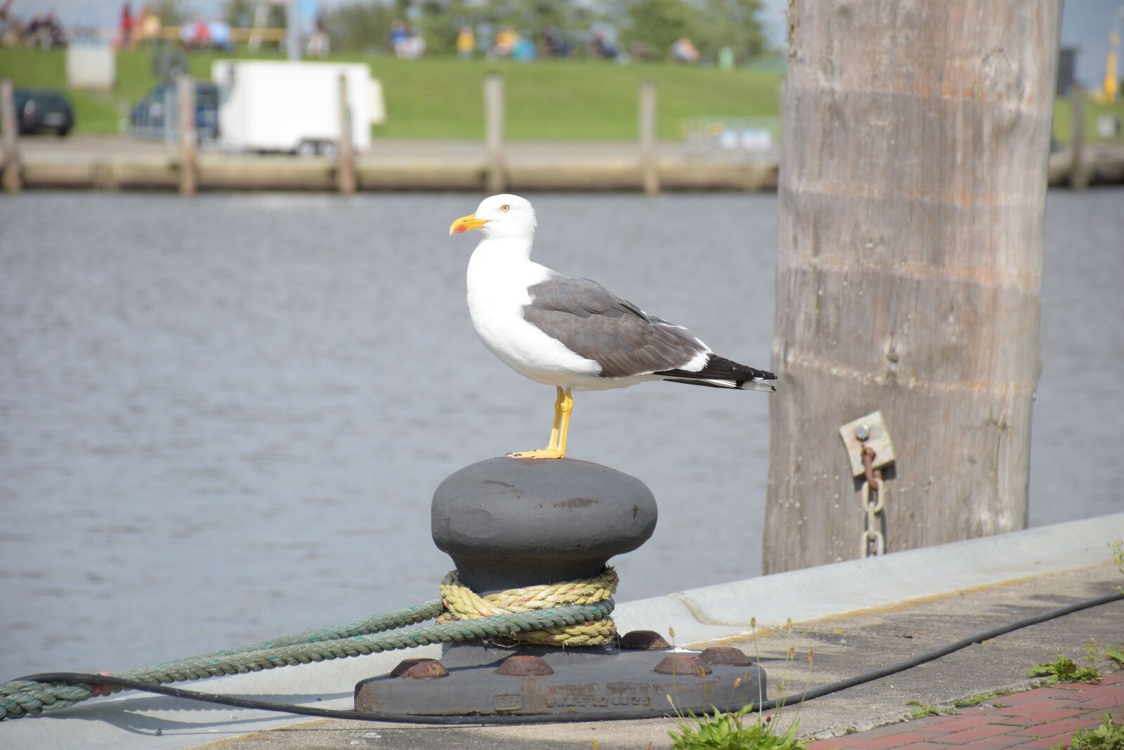 Nikon D5600 sample photo. Seagull, bird, water photography