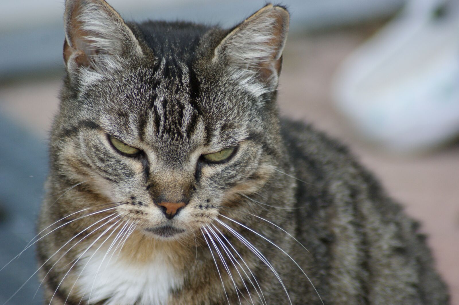 Sony Alpha DSLR-A350 sample photo. Cat, tired, pet photography