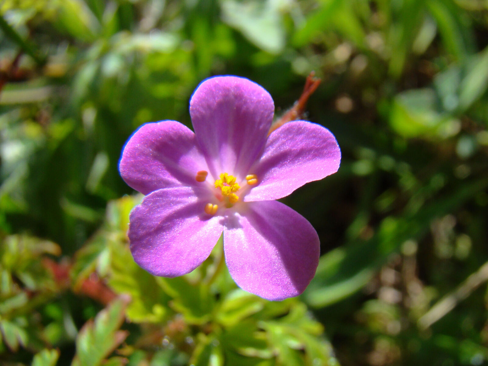 Sony Cyber-shot DSC-H50 sample photo. Pink, spring, wild, flower photography