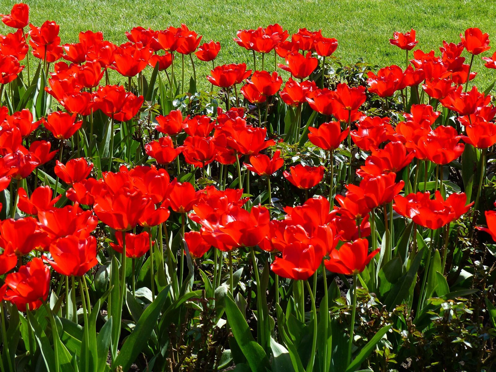 Panasonic Lumix DMC-FZ200 sample photo. Flowers, tulips, red photography