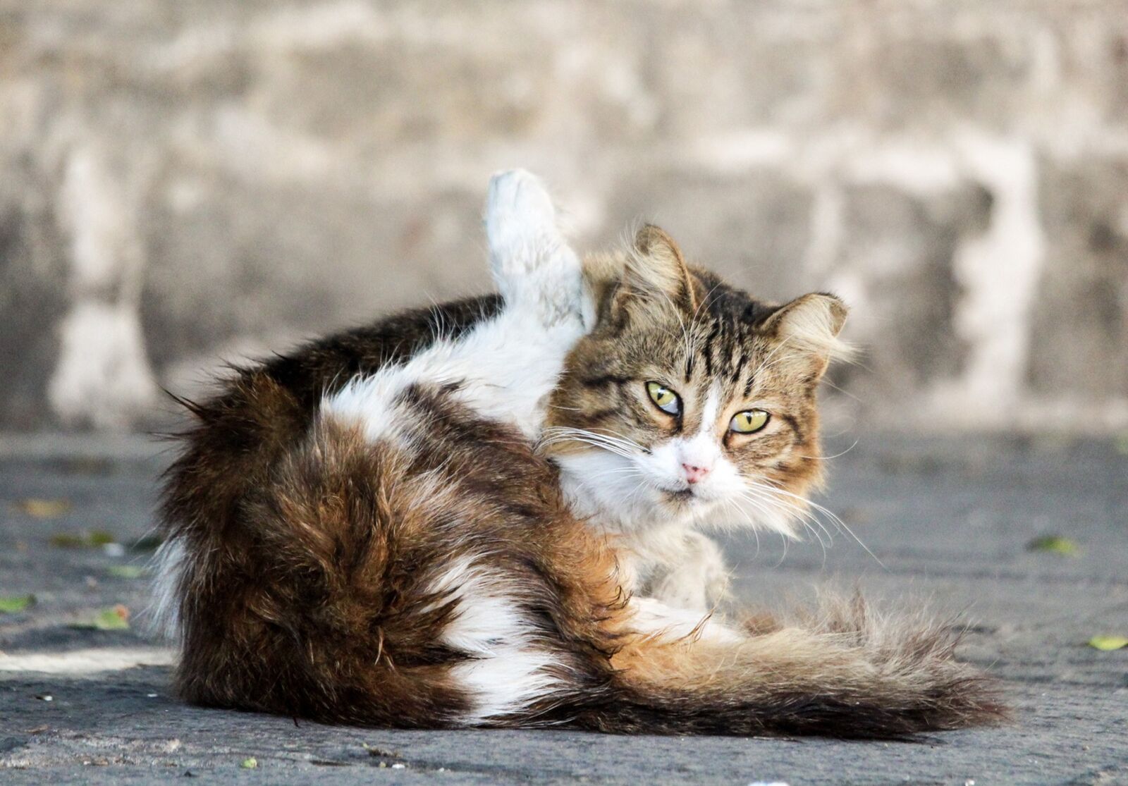 Canon EOS 1200D (EOS Rebel T5 / EOS Kiss X70 / EOS Hi) sample photo. Cat, eyes, animal photography