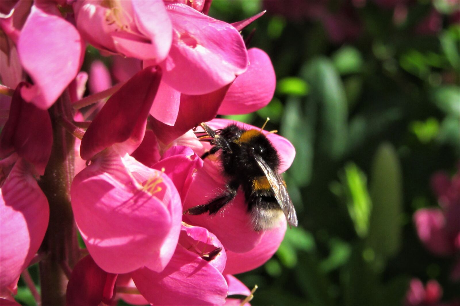 Canon PowerShot SX610 HS sample photo. Bumblebee, flower, pink photography