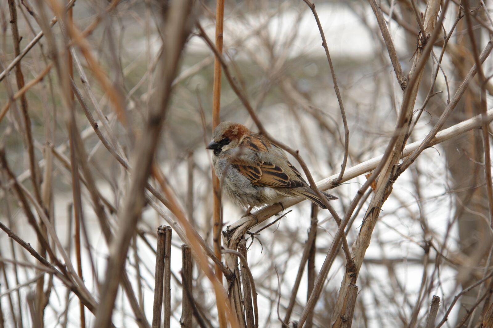 Sony DSC-R1 sample photo. Sparrow, bird, nature photography