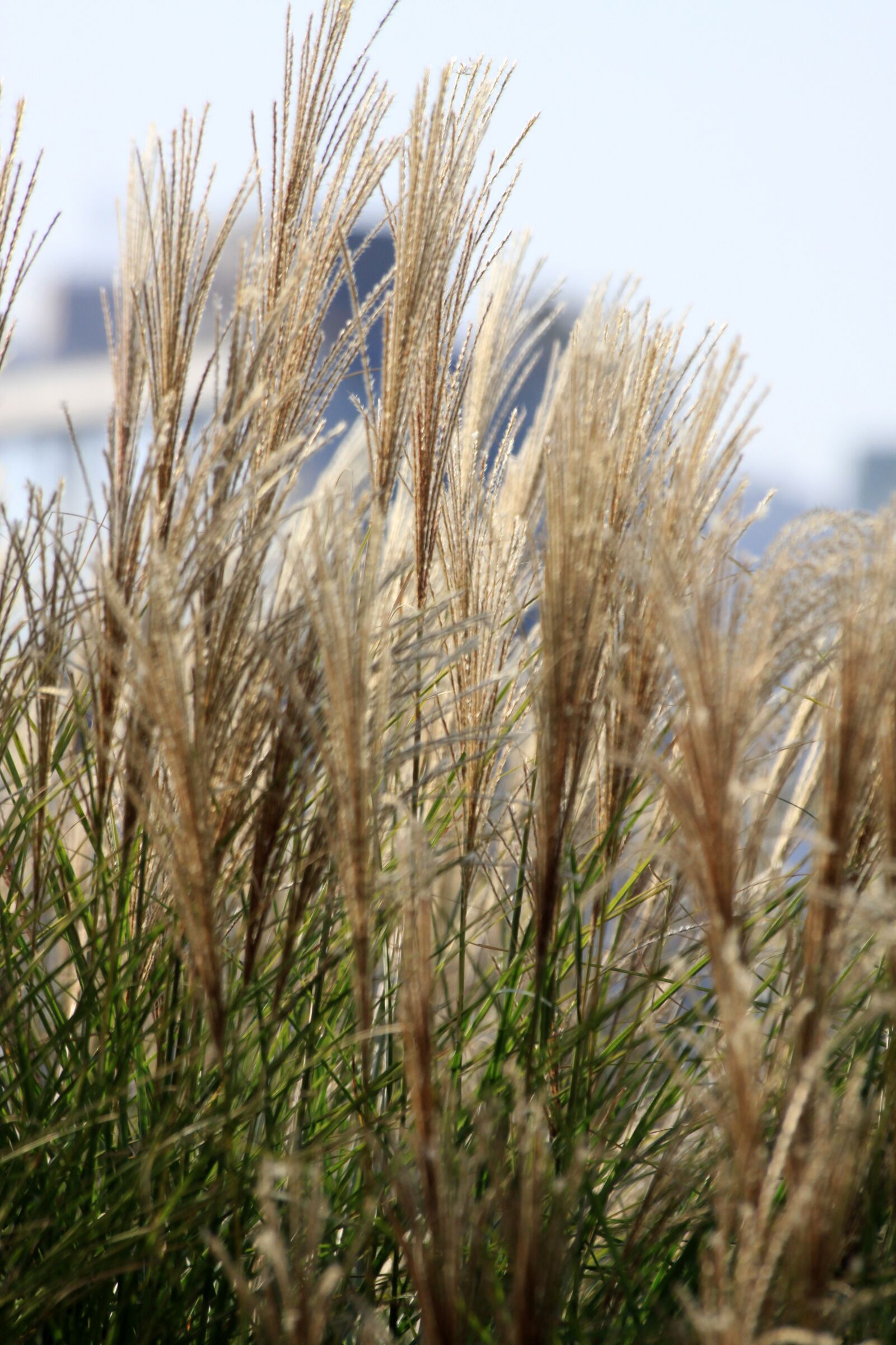 Canon EOS 50D sample photo. Reed, autumn, silver grass photography