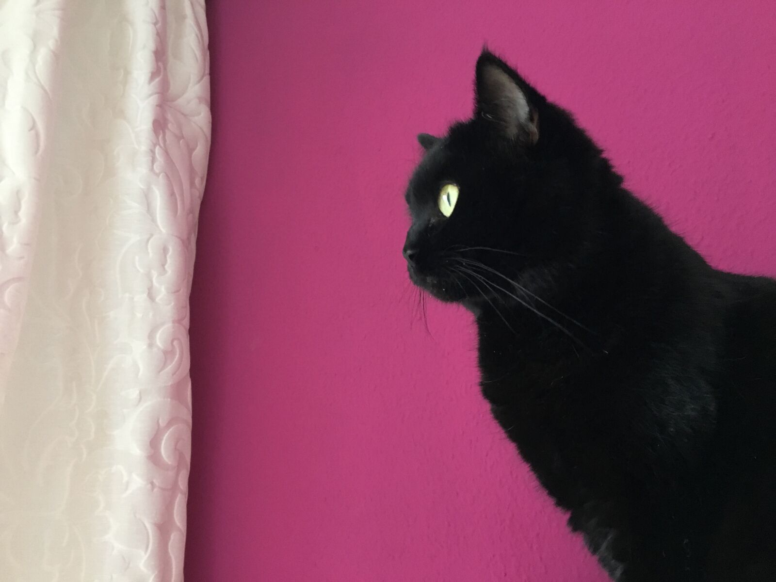 Apple iPhone 6s sample photo. Cat, black, animal photography
