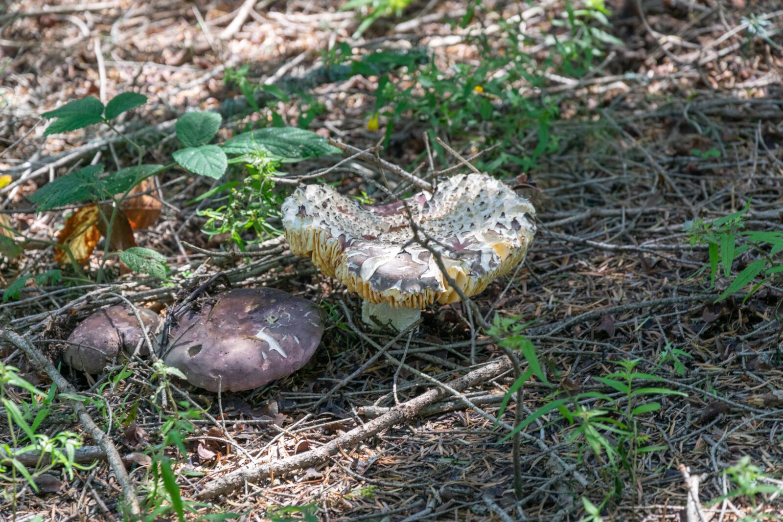 Nikon D3300 sample photo. Mushroom, forest, autumn photography