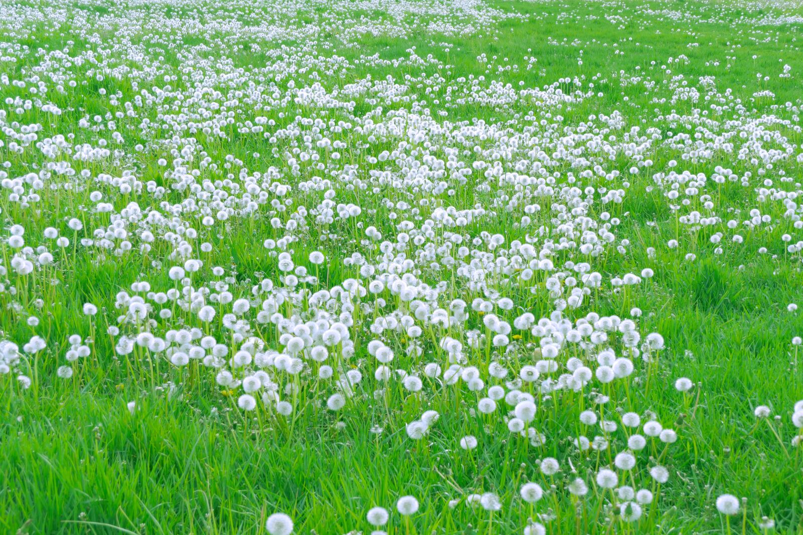 Panasonic Lumix DMC-FZ2500 (Lumix DMC-FZ2000) sample photo. Nature, green, dandelion photography