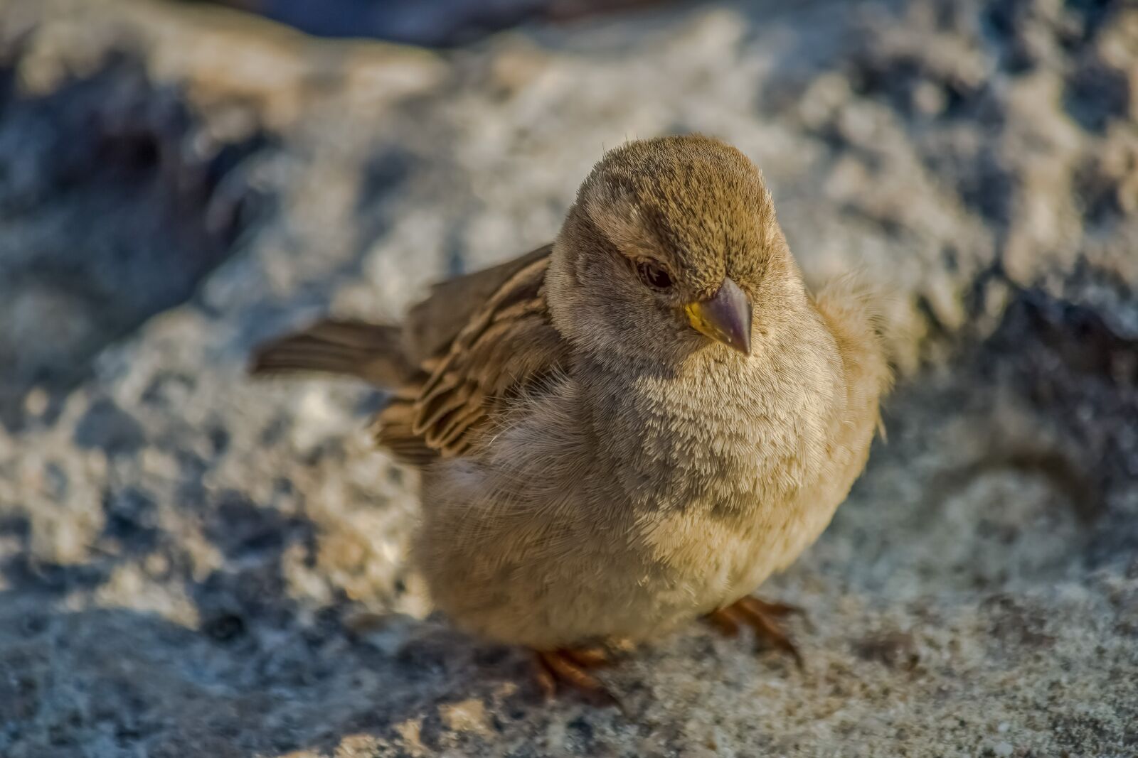 Nikon D3300 sample photo. Sparrow, nature, bird photography