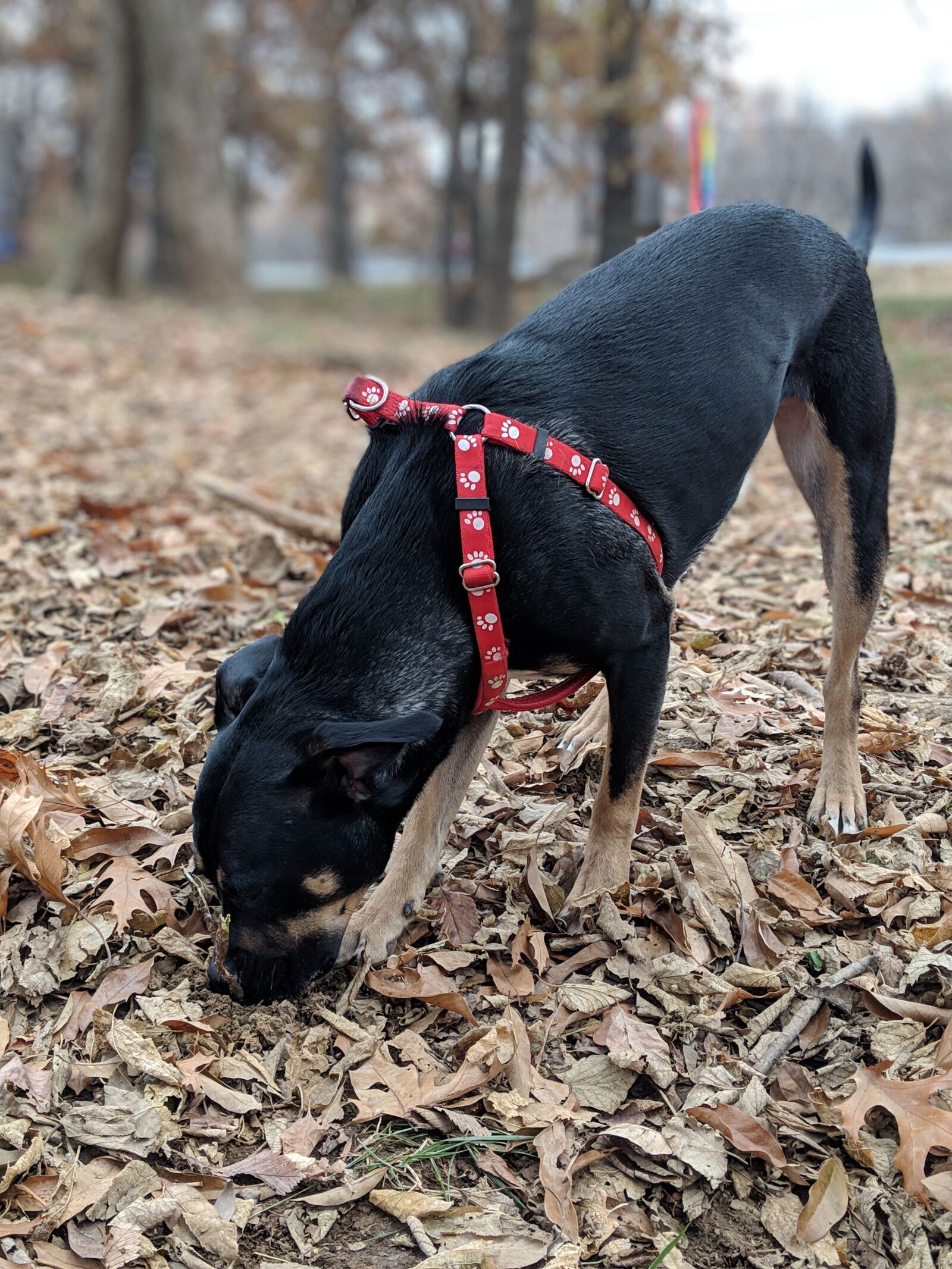 Google Pixel 2 sample photo. Dog, canine, black photography