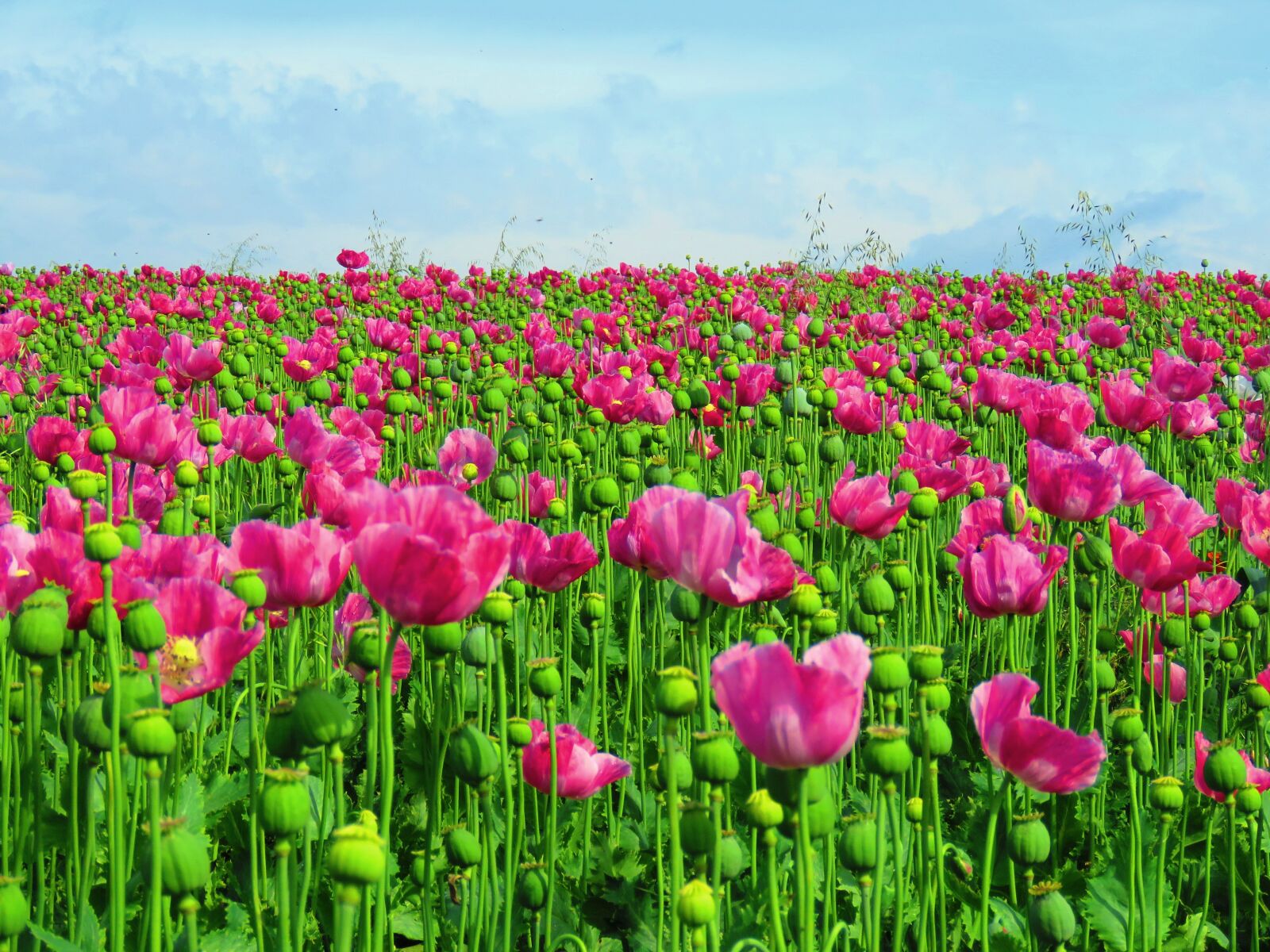 Canon PowerShot SX60 HS sample photo. Poppy, field, opium poppy photography