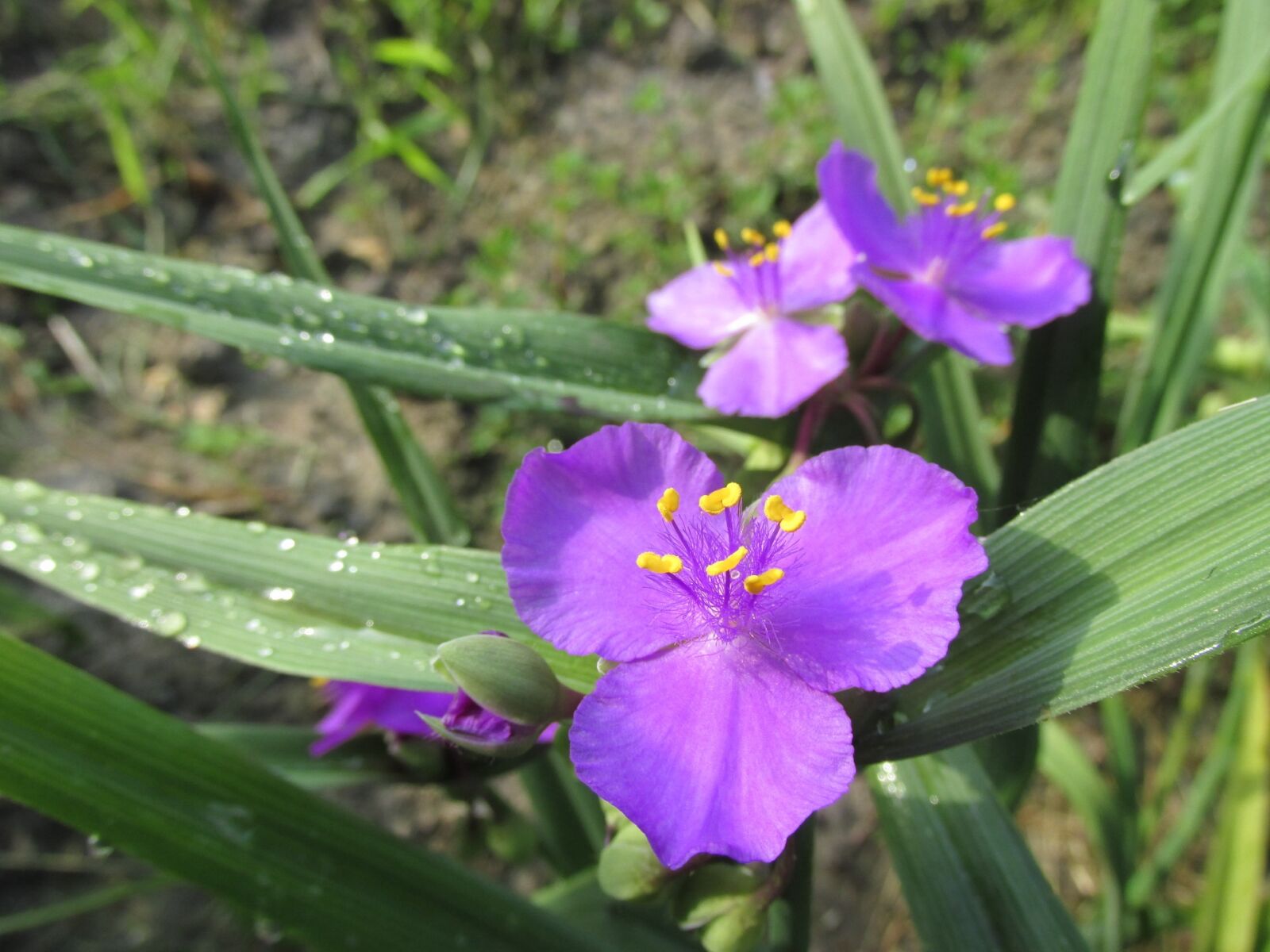 Canon PowerShot SX160 IS sample photo. Tradescantia, nature, flower photography