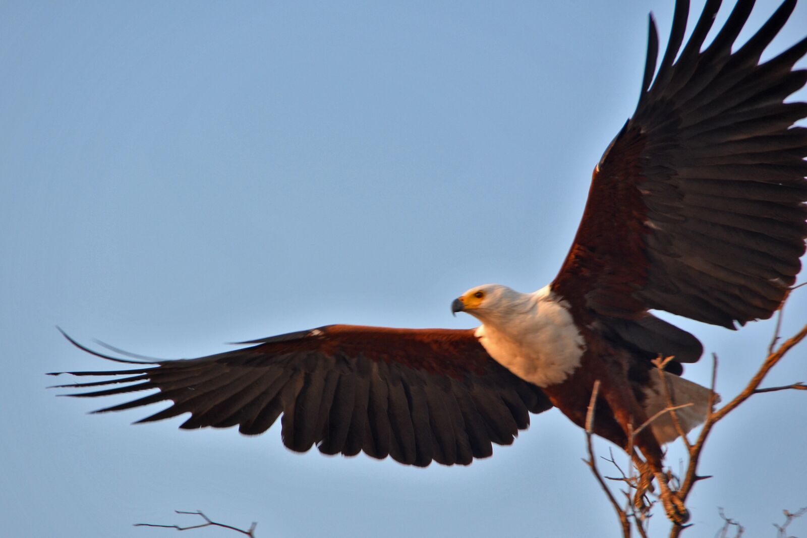 Nikon D5100 sample photo. Okavango, nature, bird photography