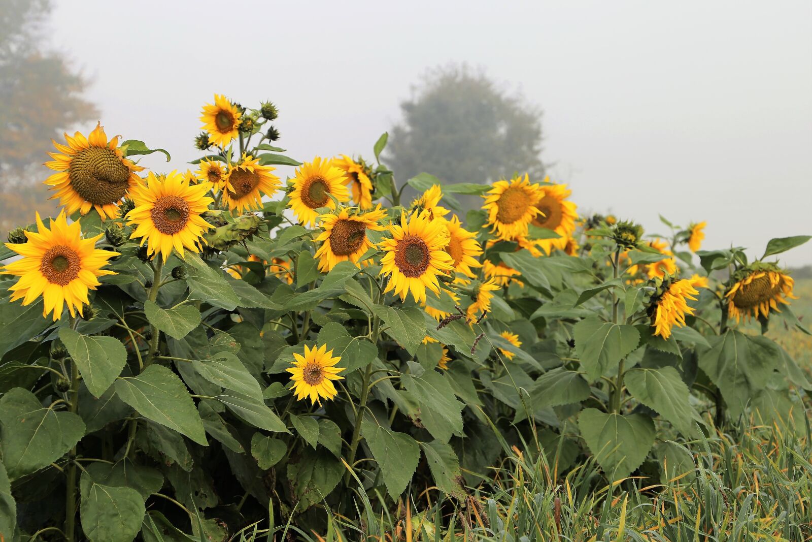 Canon EOS 6D sample photo. Sunflowers, foggy morning, meadow photography