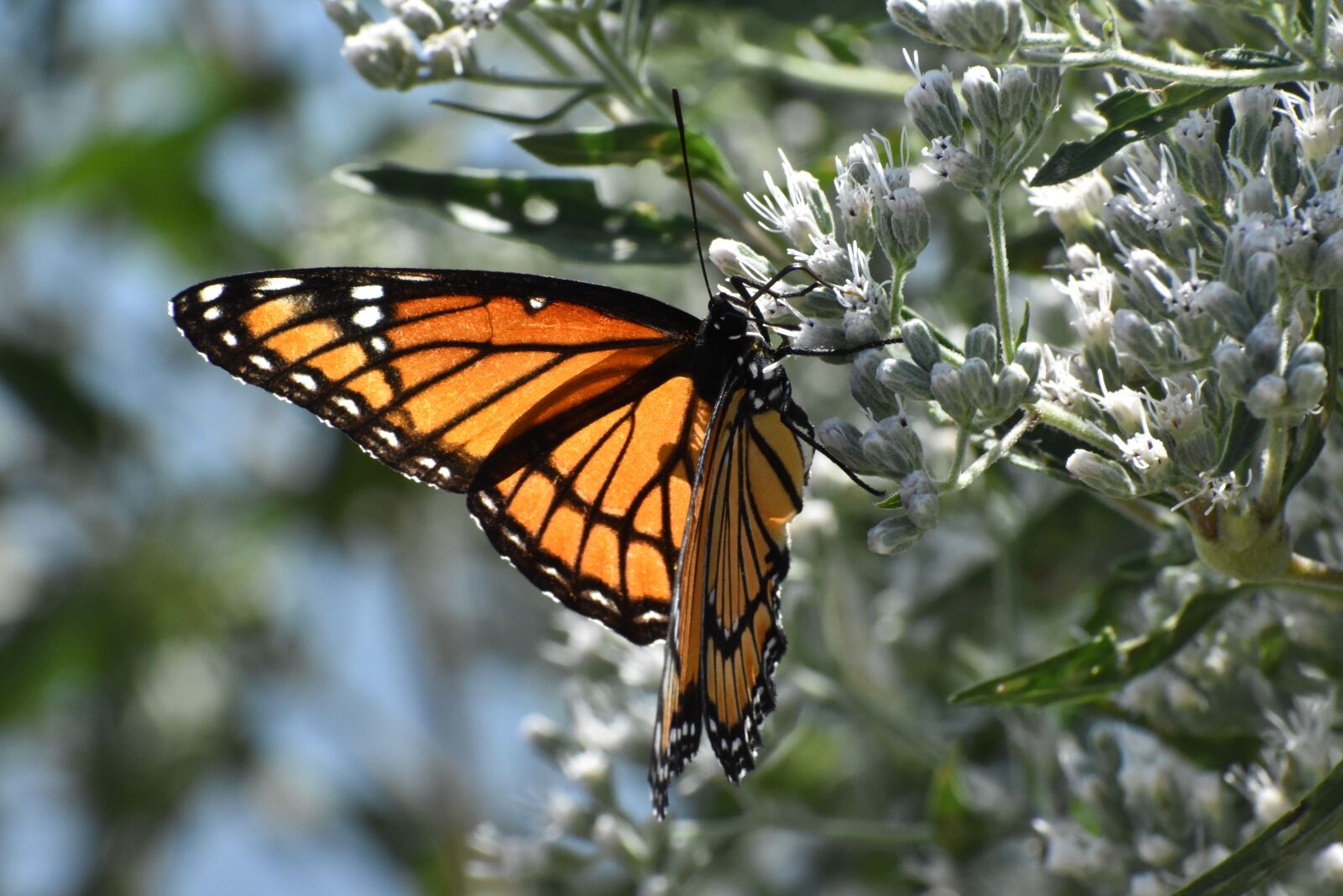 Nikon D3400 sample photo. Viceroy butterfly, wings, orange photography