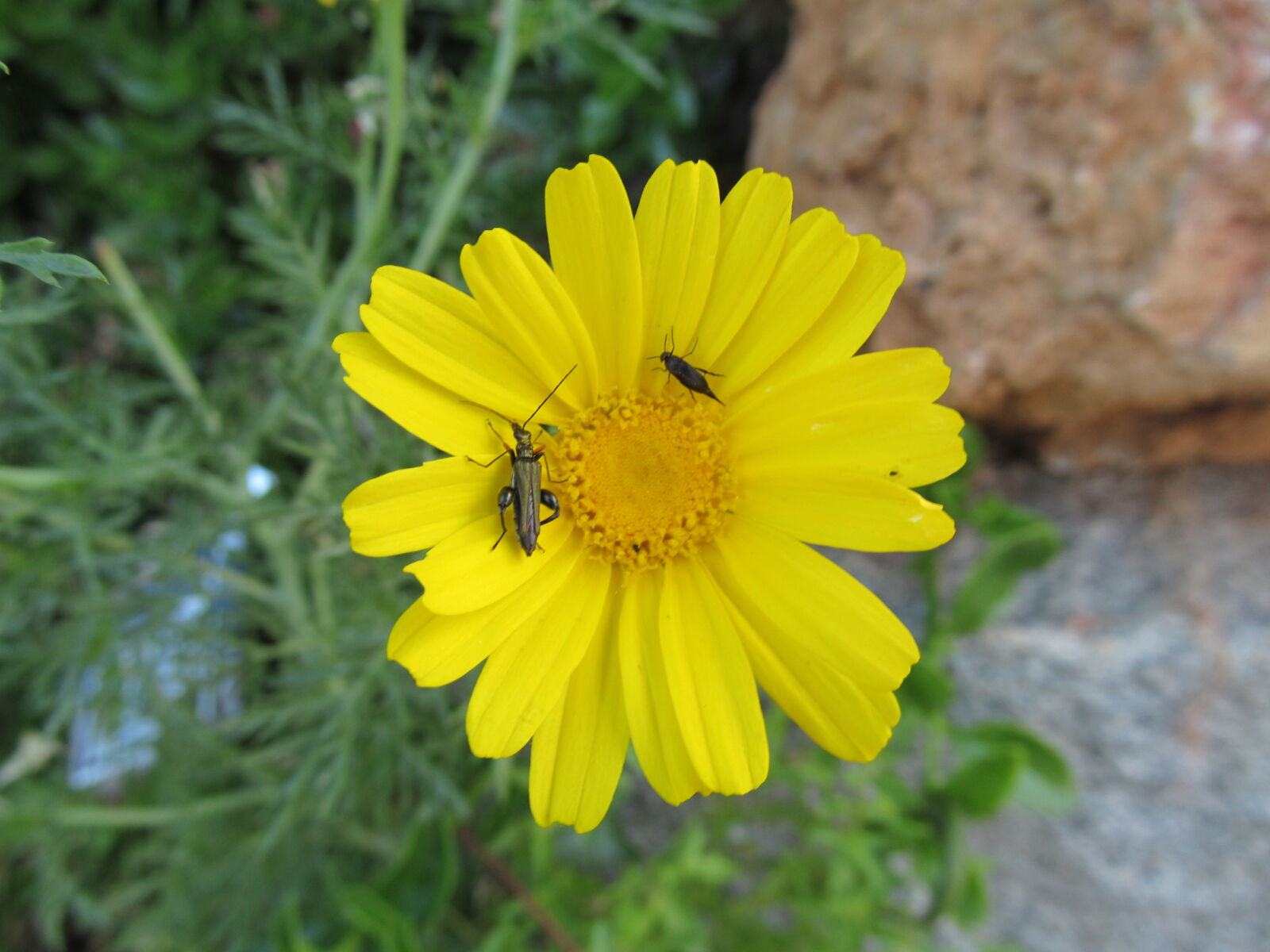 Canon PowerShot SX150 IS sample photo. Beetle, flower, love, macro photography