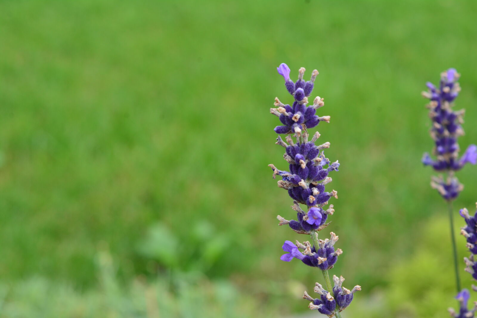 Nikon D7100 sample photo
