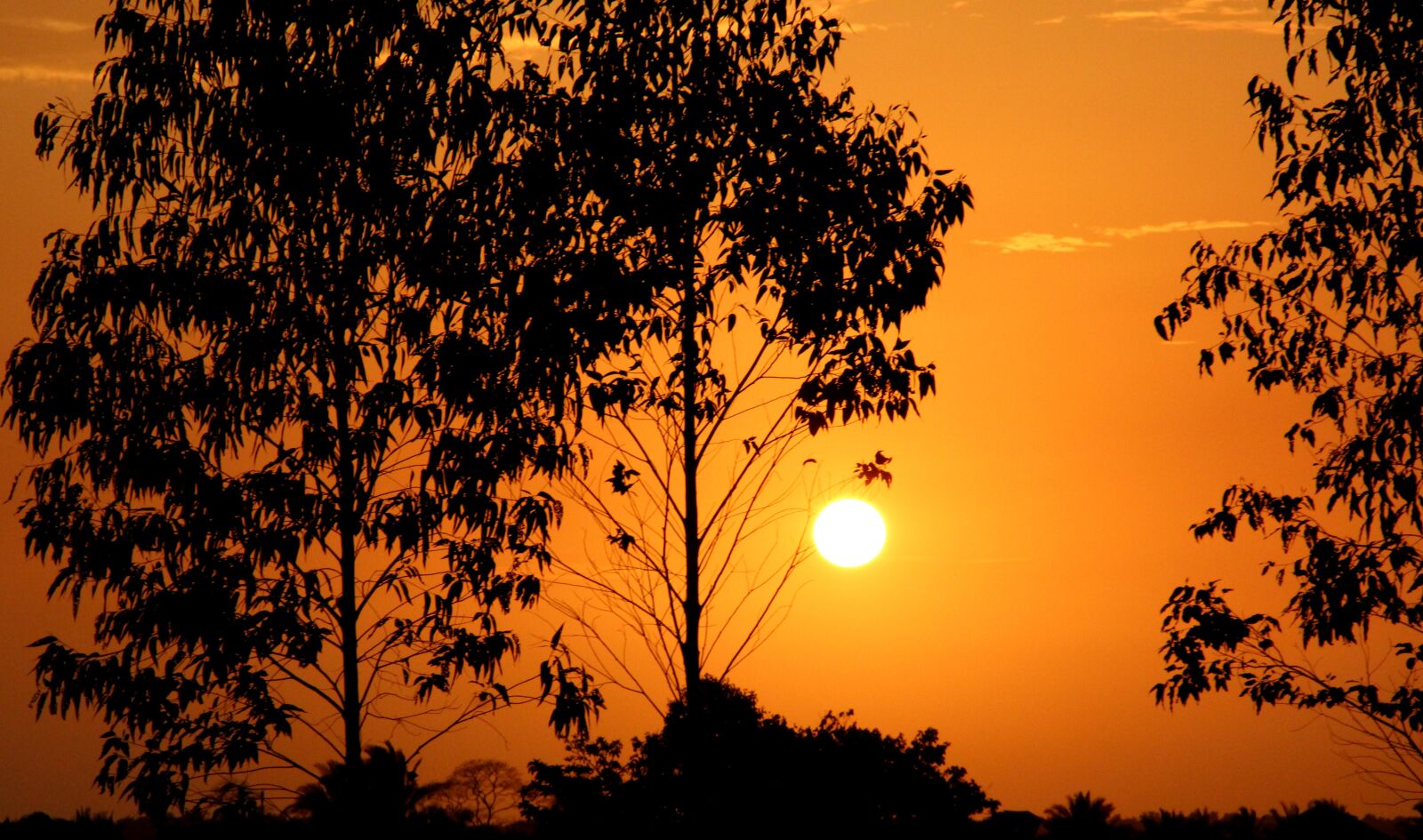 Canon EOS 600D (Rebel EOS T3i / EOS Kiss X5) sample photo. Dawn, tree, nature photography